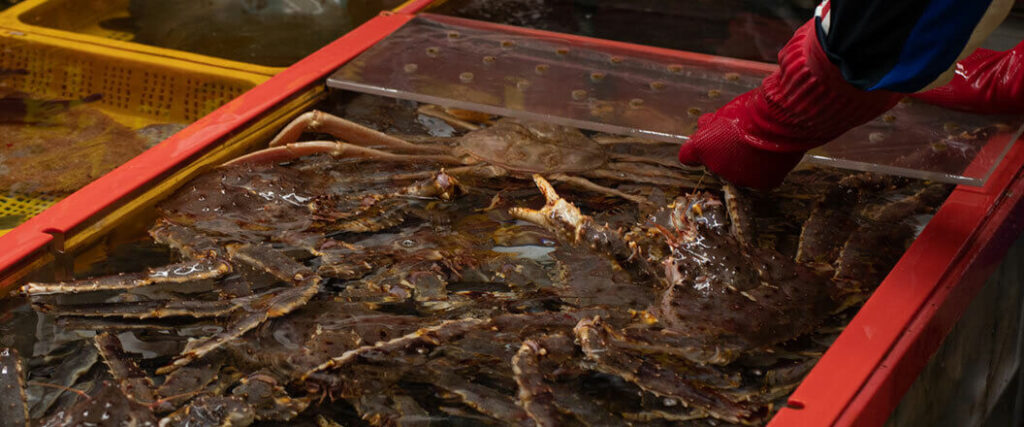 Live crabs being packed for shipment.