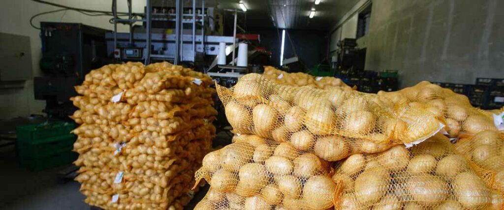 Stacks of potatoes inside mesh bags.