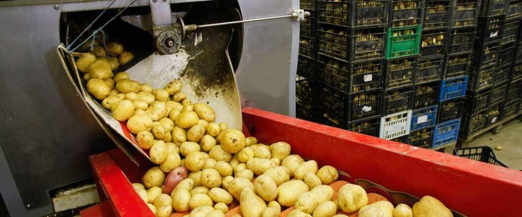 How are potatoes transported? The first step after harvesting is to run them through a tumbler, such as the one pictured here, to remove excess dirt.