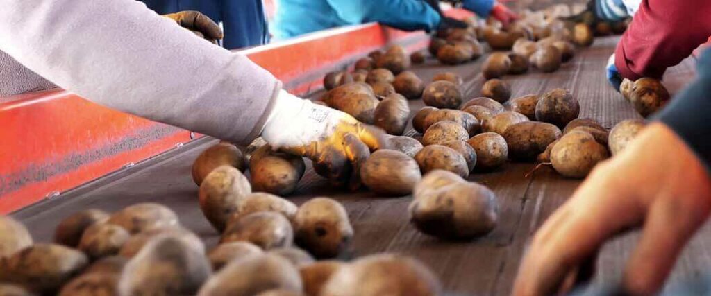 Inspectors checking the quality of several potatoes arranged in a processing trough.